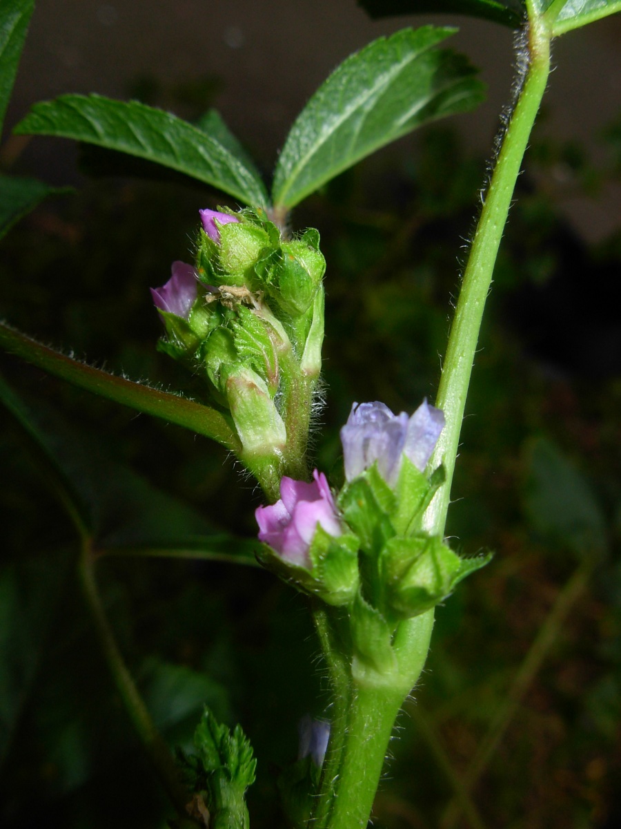 Malva nicaeensis All.